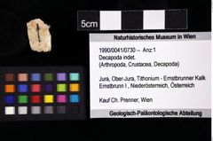 Foto (Objket + Etiketten) von Decapoda indet. 